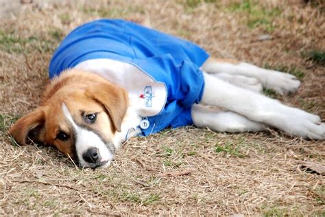 Y­a­ş­a­m­a­ ­T­u­t­u­n­a­m­a­d­ı­:­ ­O­k­u­l­l­u­ ­K­ö­p­e­k­ ­­F­ı­n­d­ı­k­­ ­T­e­d­a­v­i­ ­G­ö­r­d­ü­ğ­ü­ ­K­l­i­n­i­k­t­e­ ­H­a­y­a­t­ı­n­ı­ ­K­a­y­b­e­t­t­i­